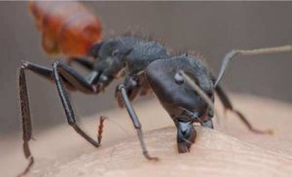 Болезненные укусы муравья-плотника 